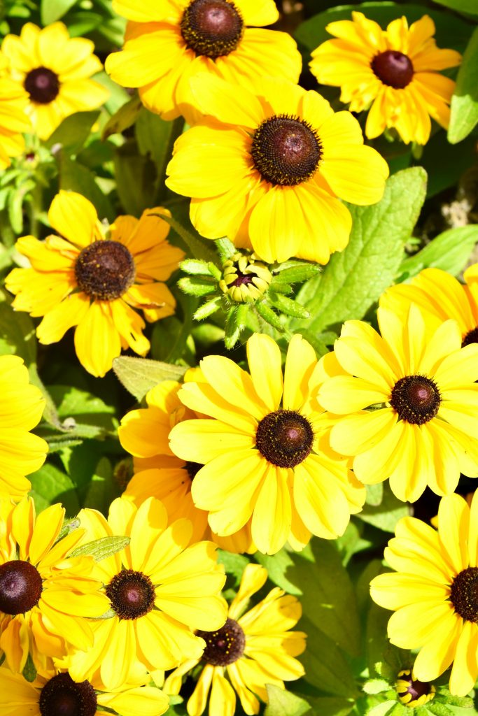 A vibrant collection of yellow daisies in full bloom under the spring sun.